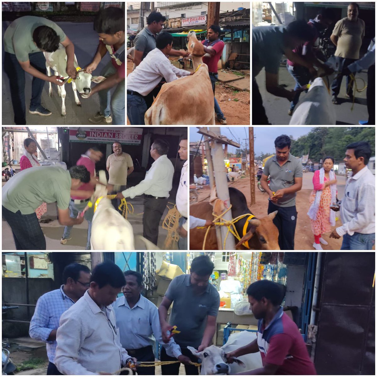 IASTripathiCG's tweet photo. कटघोरा से कोरबा राज्य मार्ग जलगांव और NTPC में रेडियम बेल्ट और टैगिंग #StrayCattles #ReflectiveBands #Tagging #INAPH @KorbaDist @ChhattisgarhCMO @RChoubeyCG @amitabhjn @KPSingh_IAS @DPRChhattisgarh https://t.co/jr7qY6shTf
