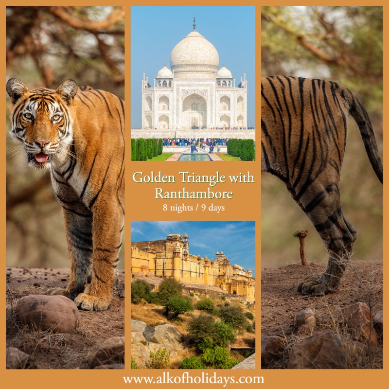 alkofholidays's tweet photo. Witness the iconic Taj Mahal, explore the historical Delhi &amp; Jaipur. Then, brace yourself for a thrilling wildlife safari in Ranthambore National Park, where majestic tigers roam free. 

#GoldenTriangle #Ranthambore #tigersafari #incredibleindia #IndiaAdventure #WildlifeSafari