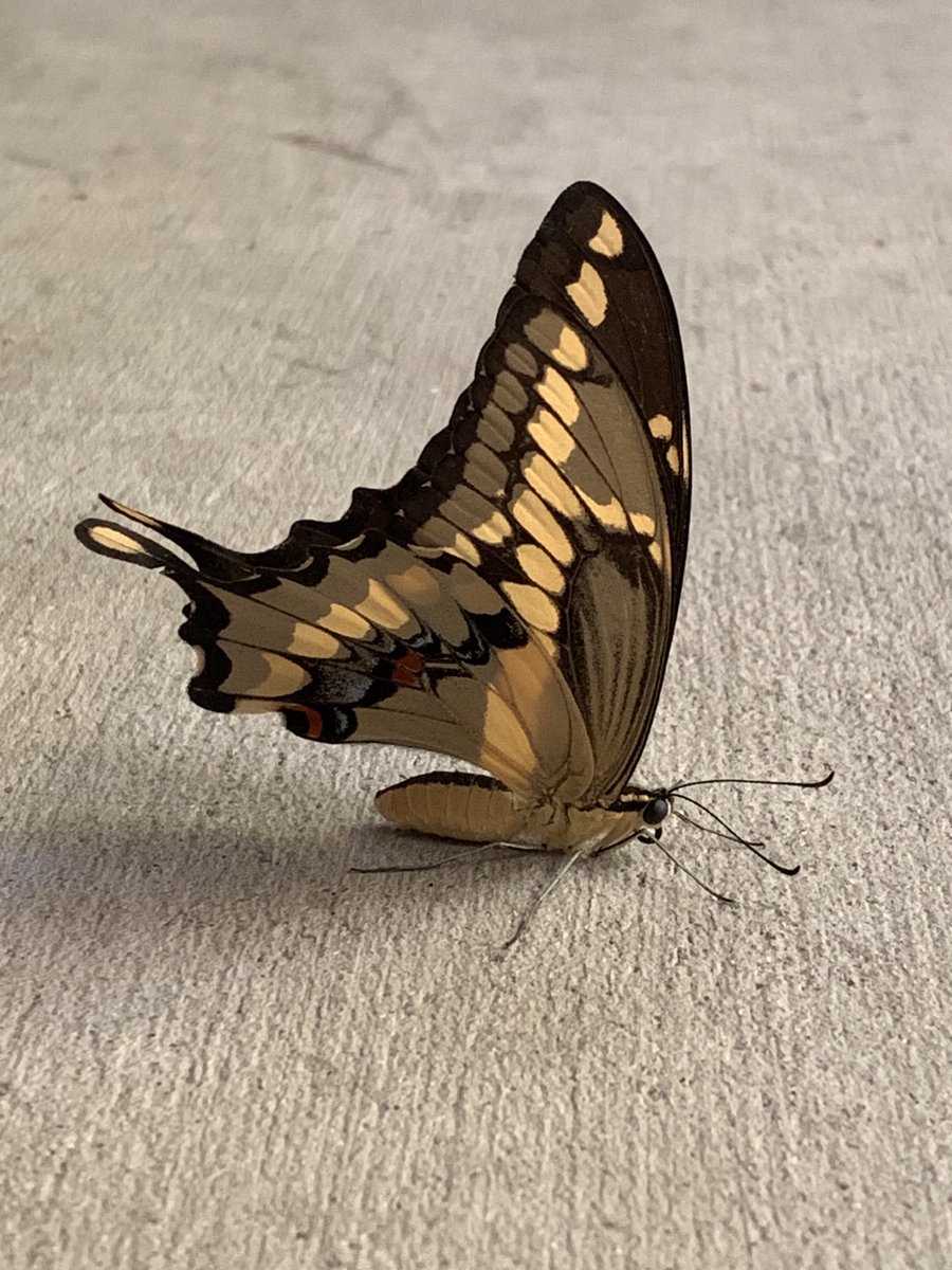 LaraJillMiller's tweet photo. Butterfly = hope, bravery, positive change is transpiring 🥹☺️
vs
My computer = black screen, terminal, shell, crash 😬👀
#goodmorningtoyou https://t.co/GgtUNzBMvz
