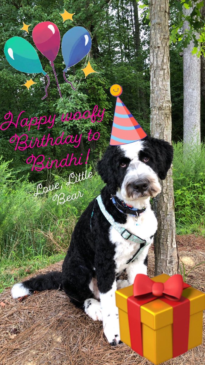 Happy 8th birthday to my cavalier Bindhi 🎂🎈🎉 Bear sent her a birthday wish to.