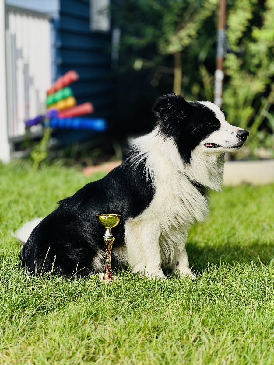 IngMartinPoor's tweet photo. Juice - regional winner 😀

#bordercollie #dog #doggo https://t.co/2XVItybiz8