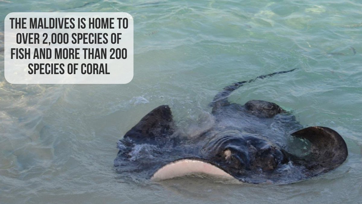 The Maldives has an amazing relationship with the sea. With 132 resort islands, it's not only a paradise for tourists but also a haven for marine life, boasting over 2000 species of fish and more than 200 species of coral. 🌊🐠

#StoriesToTell #SouthAsianHeritageMonth