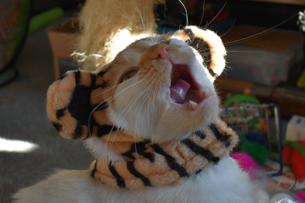 I gots da eye of da tiger
A fiter
A fearse kitty biter
Cuz I is da Cheddy
And yoo gonna hear me RAWRR!

Louder, louder den a lion
Cuz I is da Cheddy
And yoo gonna hear me RAWRR!
Yoo gonna hear me RAWRR!

#CheddarSong #Parody #KatyPerryRAWRR #HearMeRAWRR #TigerDay #FinEatedHisNoms