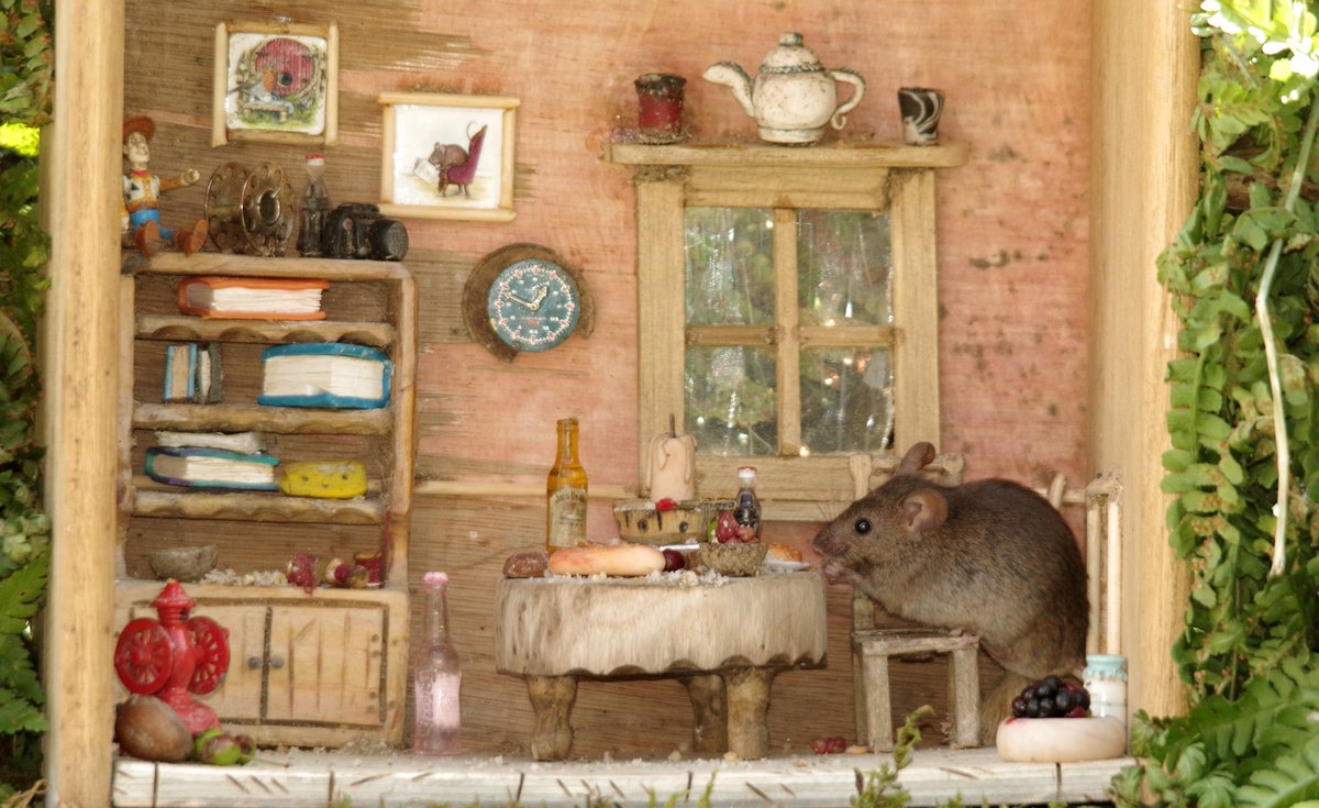 simon_dell_tog's tweet photo. Old draw box and a hour  or two in the shed and the mice have a great new room . https://t.co/aI2D6Dy4CX