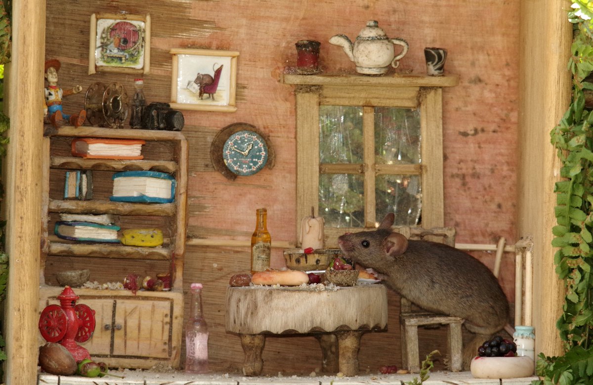 Old draw box and a hour  or two in the shed and the mice have a great new room .