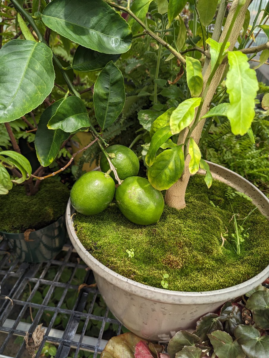 realgedmiller's tweet image. This "improved lemon" sapling produced around 20 lemons. The lemons are so heavy each branch needs support. Technology is amazing isn't it?
#namethatplant