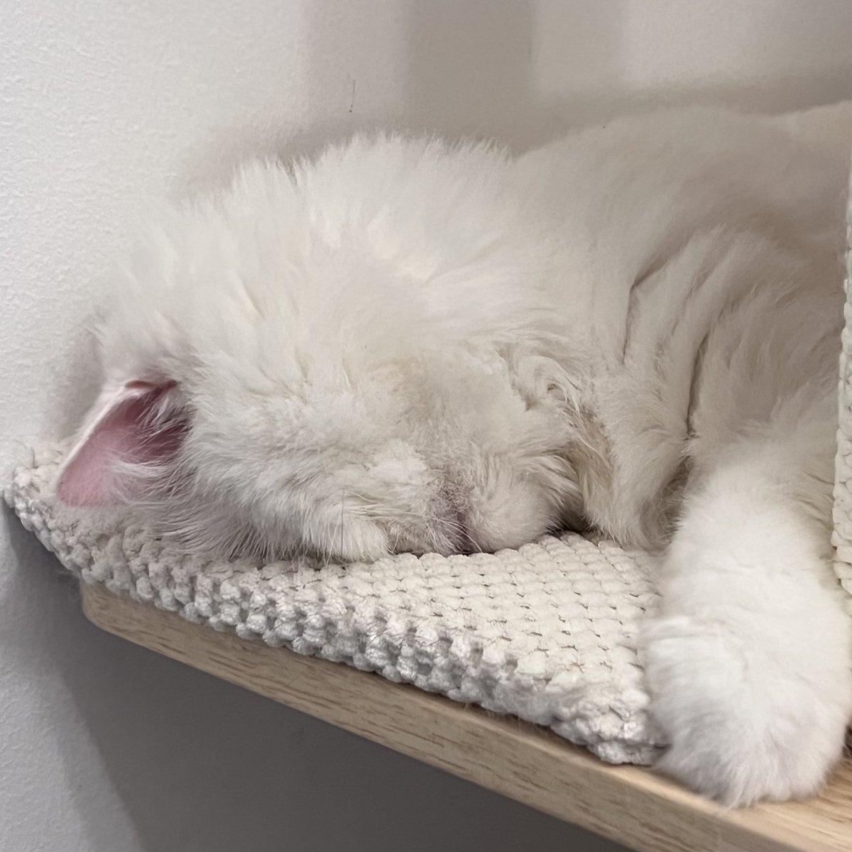 Moet the Blind Cat tweet media