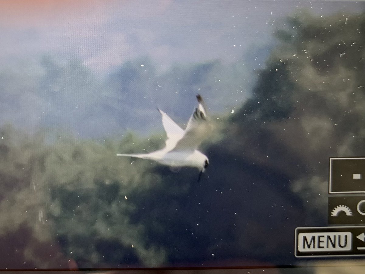 Over four hours stakeout and success! Forster’s Tern off Shipstal Point @RSPBArne 16:20. @BirdGuides @DorsetBirdClub Yesssss!!!!