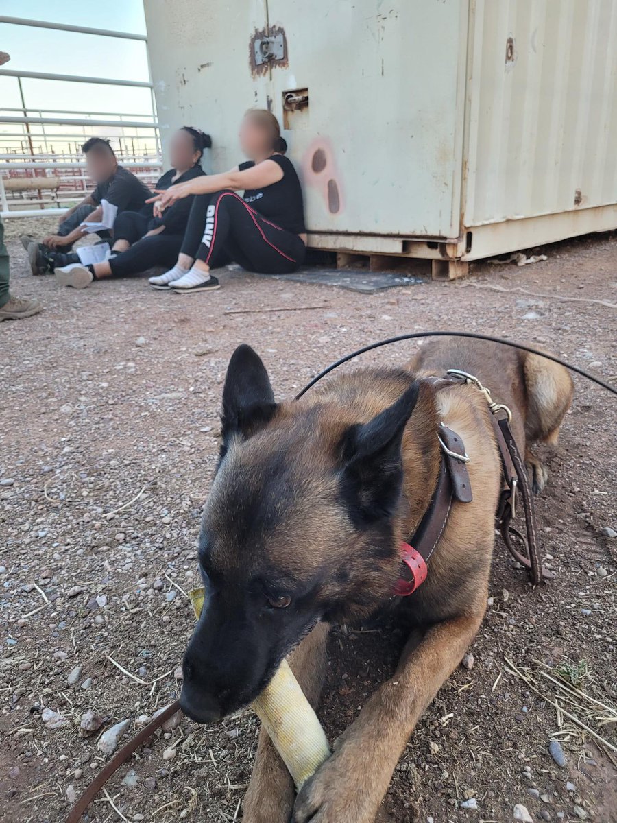 USBPChiefTCA's tweet image. 7/18: In a collaborative effort, a Douglas Station #K9Team and #ATVs tracked and arrested three migrants that were concealed inside a conex box near the border in Douglas, AZ.  Our K9 partners work exceptionally hard to find concealed humans and narcotics!