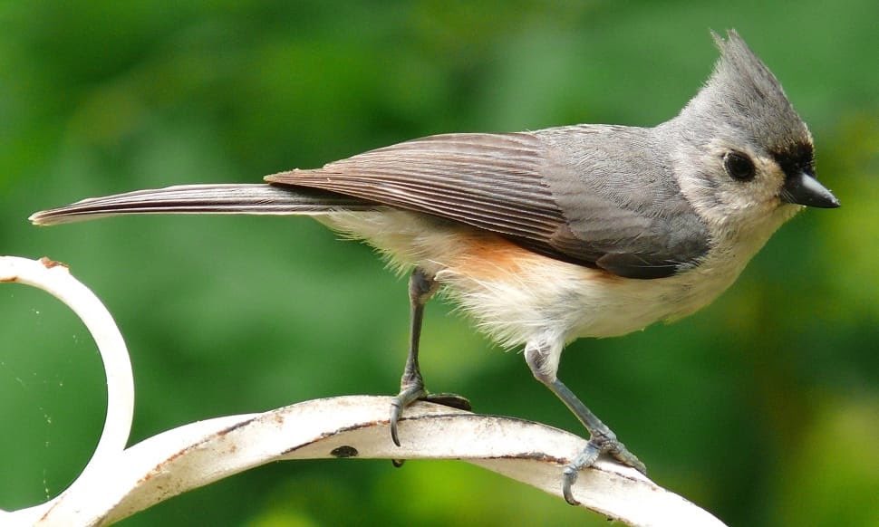LCAssoc's tweet photo. The Laurel Canyon Land Trust is happy to report the donation of a parcel located at 8300 Wyndham Road. This is a big win for the conservation of our native California Walnut woodlands which provide habitat for nearly thirty species of birds including the Oak Titmouse. https://t.co/WF6Dbcxhyr