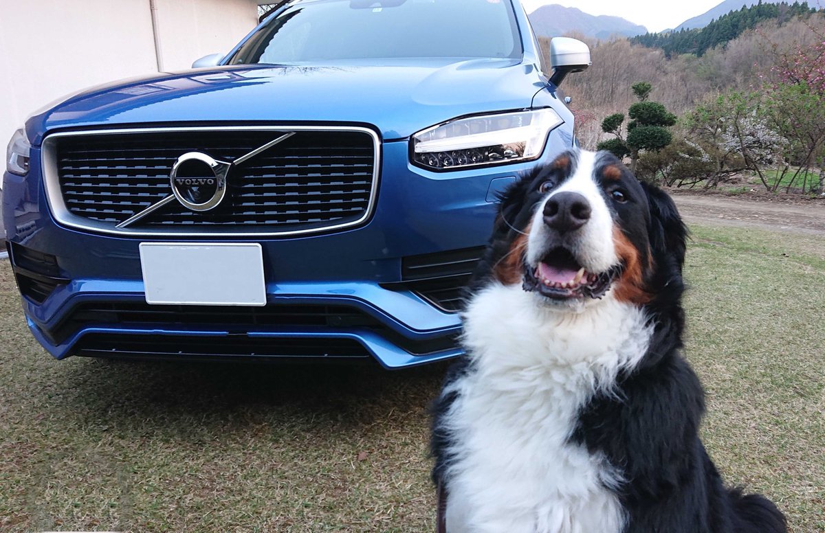 feline_otyvet's tweet image. 今日初めて知ったのですが、胃拡張捻転症候群(GDV)のVであるvolvulusってあるじゃないですか
あれの語源ってラテン語の『volvo:巻く』なんです。

そう、車のVOLVOと一緒なんです。
じゃあなぜ車のVOLVOはなんで『巻く』なのかというと、母体がベアリングメーカーだからだそうです。
＃GDV #Volvo