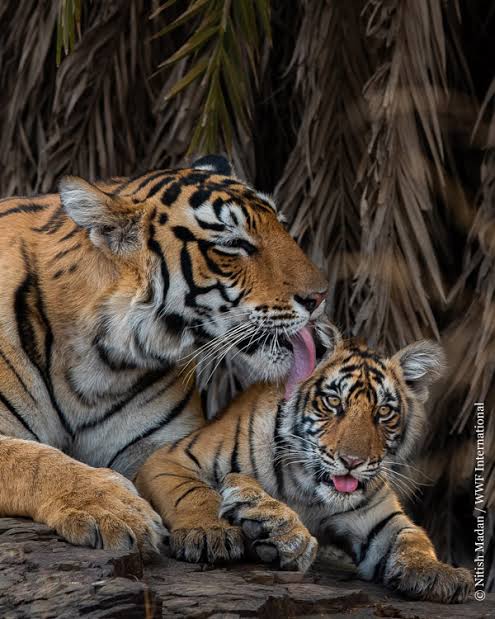 SameethaSamz's tweet photo. ๐ฏHappy Global Tiger Day, July 29th๐ฏ
National animal of India. These big cats represent our cultural identity, help to save forests, rivers, soil and entire ecosystems & help to fight climate change.
#indiastripesback #KaranKundrra #KKundrraSquad #TejRan #Karanpedia @kkundrra https://t.co/7zKlOxH2Lo