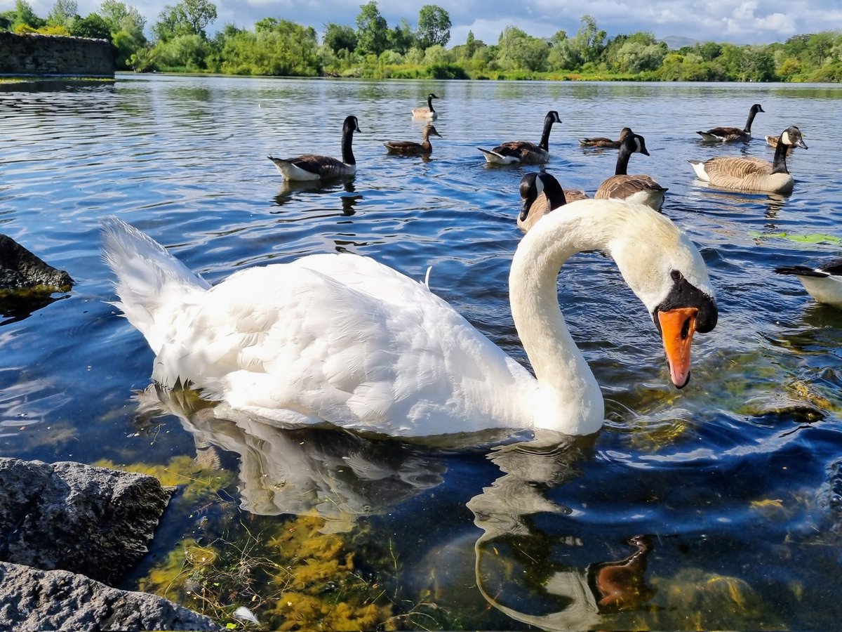 LStewart_books's tweet photo. I love the swans at Duddingston Loch 
#Edinburgh #nature #wildlife #photo #love #BirdsOfTwitter https://t.co/ozuvTXOSLb