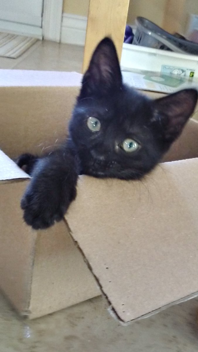 paularreyn's tweet photo. #Caturday again, time to relax! #kittens #catsOfTwitter #CatsOfNL https://t.co/UanNjDOinU