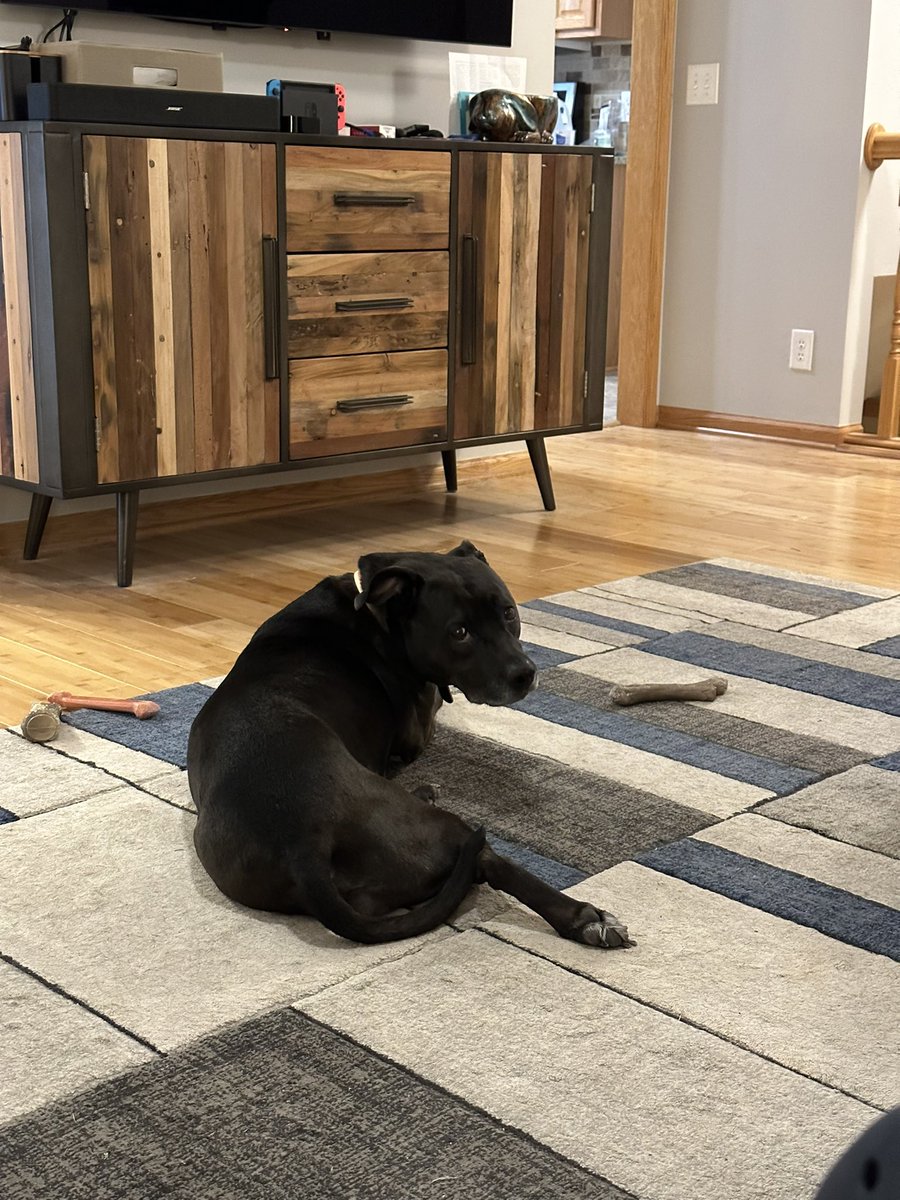 dthomasg's tweet photo. @TheTattooedProf Sadie says, “What weekend? I’m trying to get caught up on all this paperwork. These bones won’t chew themselves.” https://t.co/DImloxJuRw