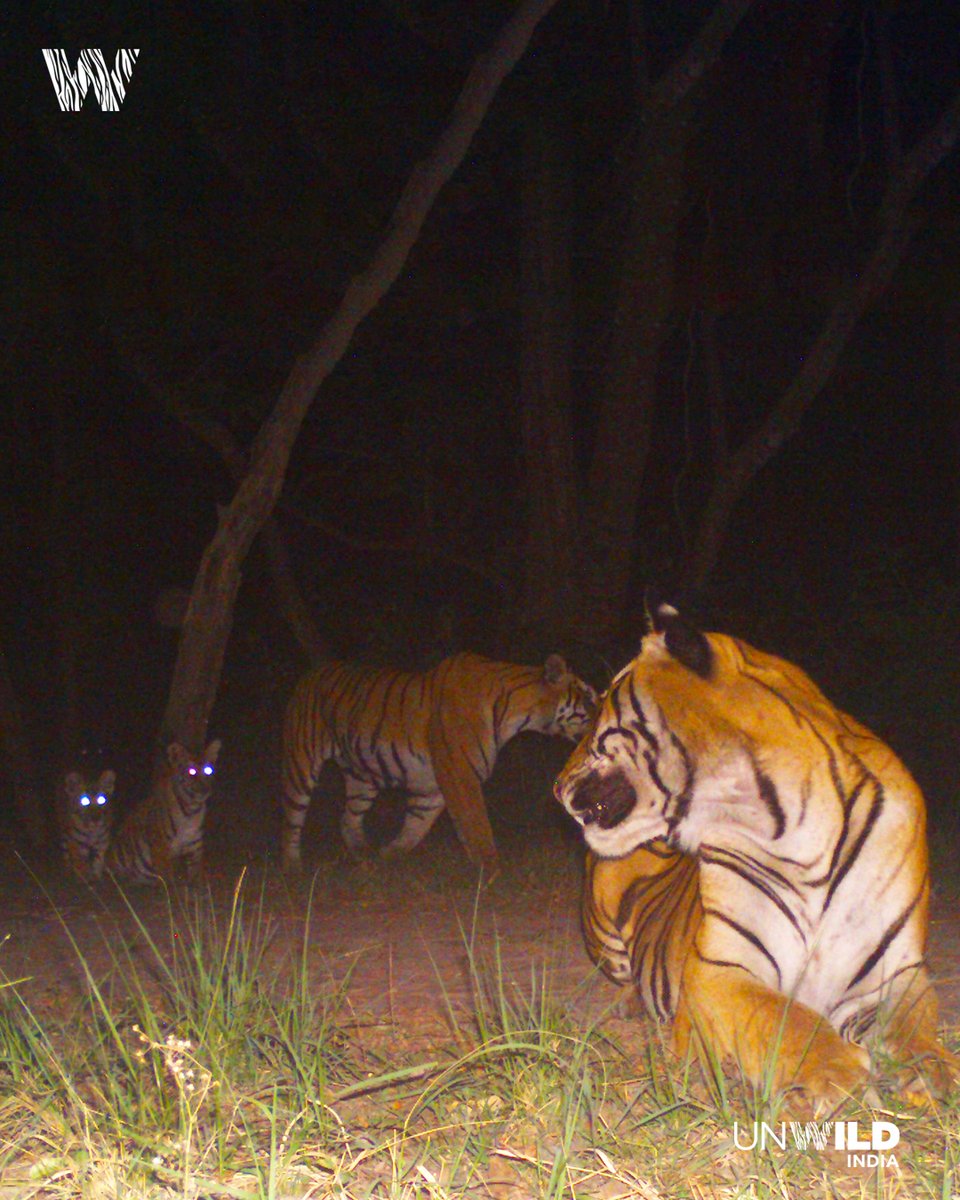 UnWildIndia's tweet photo. Sharing night photos of a tigress and her cubs on #InternationalTigerDay2023 

#InternationalTigerDay #WorldTigerDay2023 #WorldTigerDay #TigerDay #tigerday2023 #natgeoindia #natgeo #wild #wildlifephotography #wildlifephotographer #unwildindia #anooprohera #katarniaghat https://t.co/JahXUCQEOo