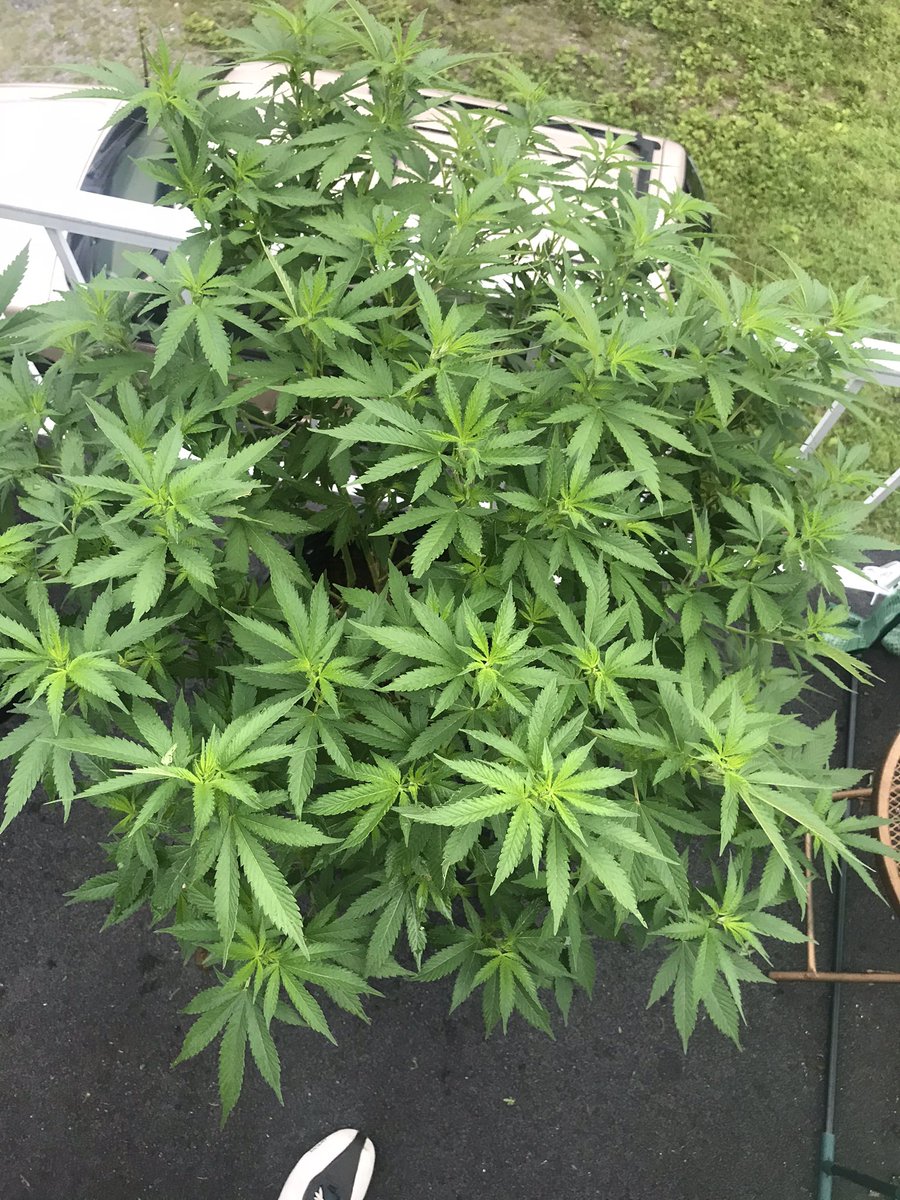 GDD MORNING WORLD. JUST A FEW PICKS OF THE LADIES I HAVE FOR 2023 OUTDOOR SEASON. #CannabisCommunity #outdoorcannabisgrow