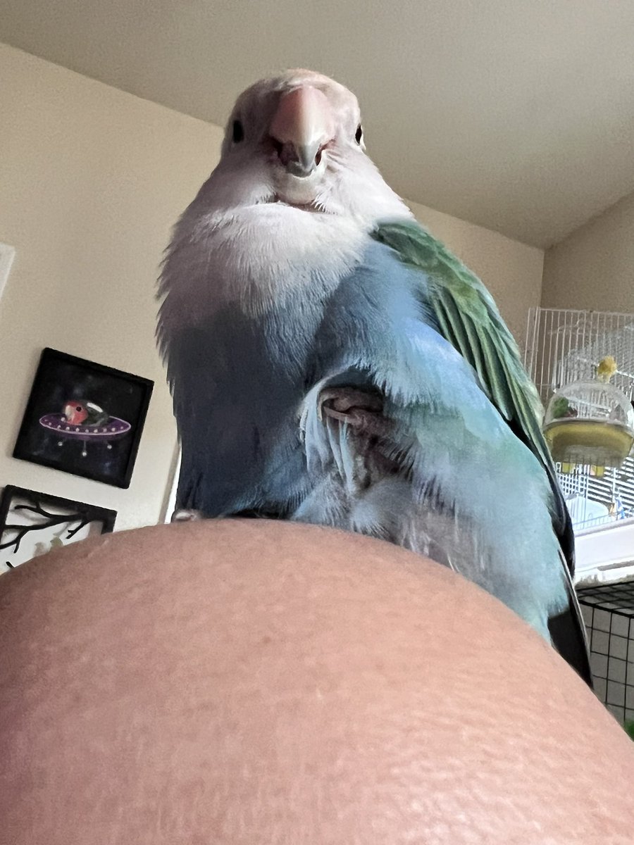 👉Birdhism.bsky.social tweet media