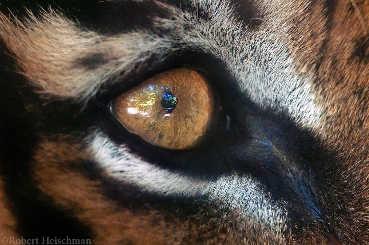 Happy #InternationalTigerDay.  A few of my favorite photos, taken over the years. Each of these shots has a story behind it, and I feel lucky to have been able to see these wonderful animals in all their majesty.