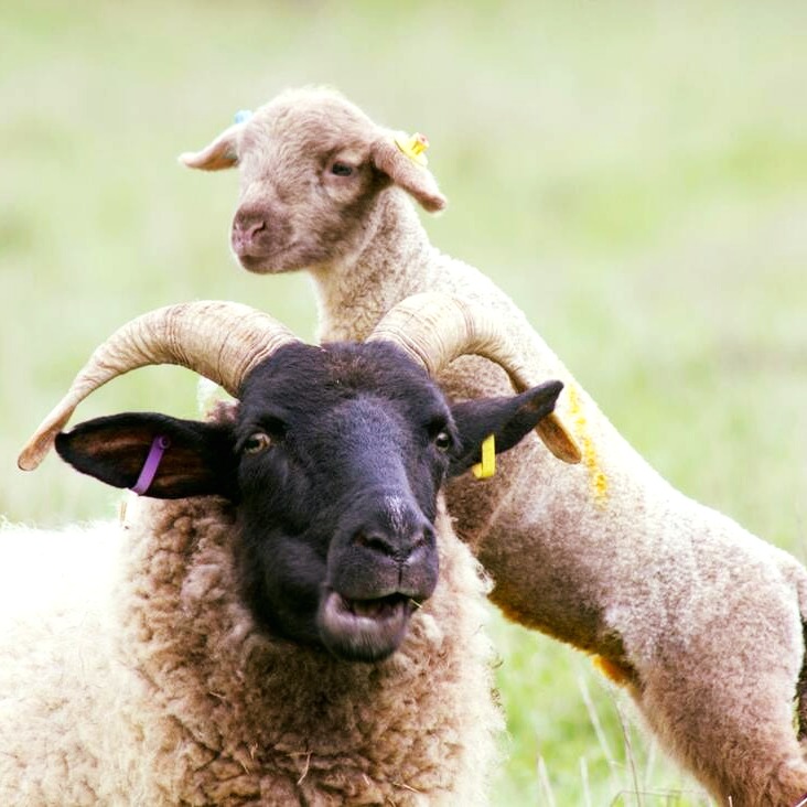 🚜🚜*** WE ARE HIRING AT THE BOX MOOR TRUST!!***🚜🚜 We are advertising new and exciting roles within our Estates Team. Make a difference and join our growing team of enthusiastic, friendly Rangers and Volunteers, we look forward to hearing from you! 
boxmoortrust.org.uk/we-are-recruit…