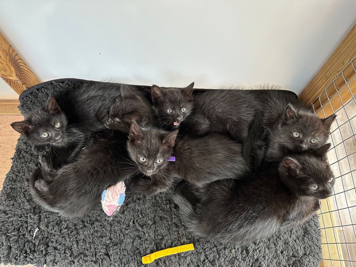 catsinoxford's tweet photo. Our 9 week old F1 kittens are ready to find new homes. We have 14 black kittens that will be ready to leave us 20th August. They all have very different personalities and characters so kittens can be chosen on viewing. Apply https://t.co/l3Gf2hbalW #caturday #CatsOfTwitter https://t.co/VbhH0xa1Ve