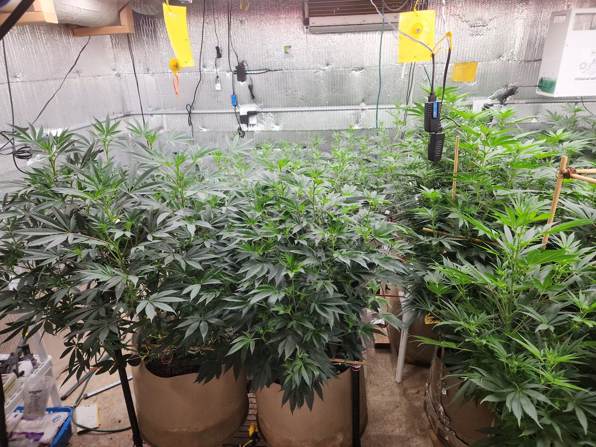 Be sure to check out the channel to see more on the grow rooms and all the new equipment I'm testing out. New videos released every 2 to 3 weeks! Check out the latest if you'd like. Thanks¡

youtube.com/@untrainedastr…