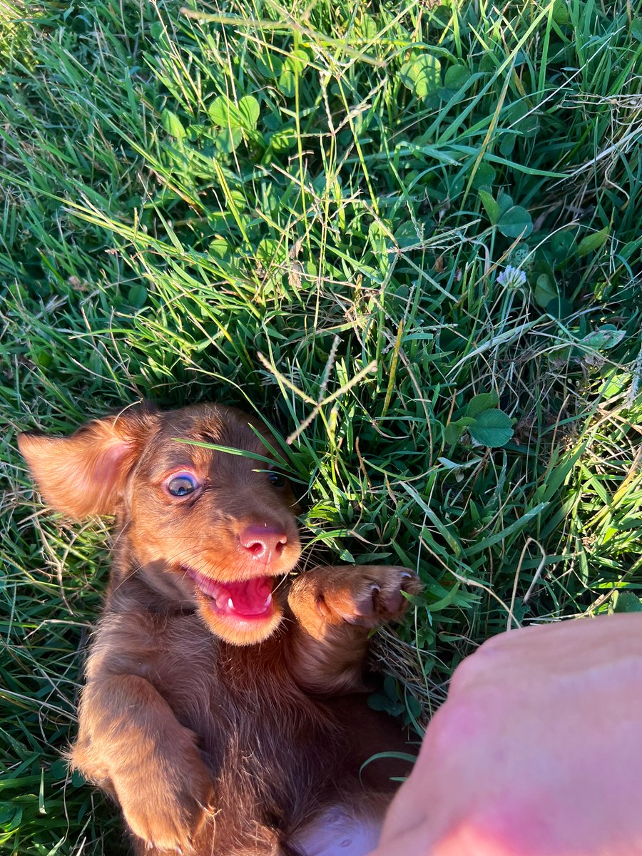 DarciSnider's tweet photo. dog mom🐾🌿✨ https://t.co/mdOa1EdbJR