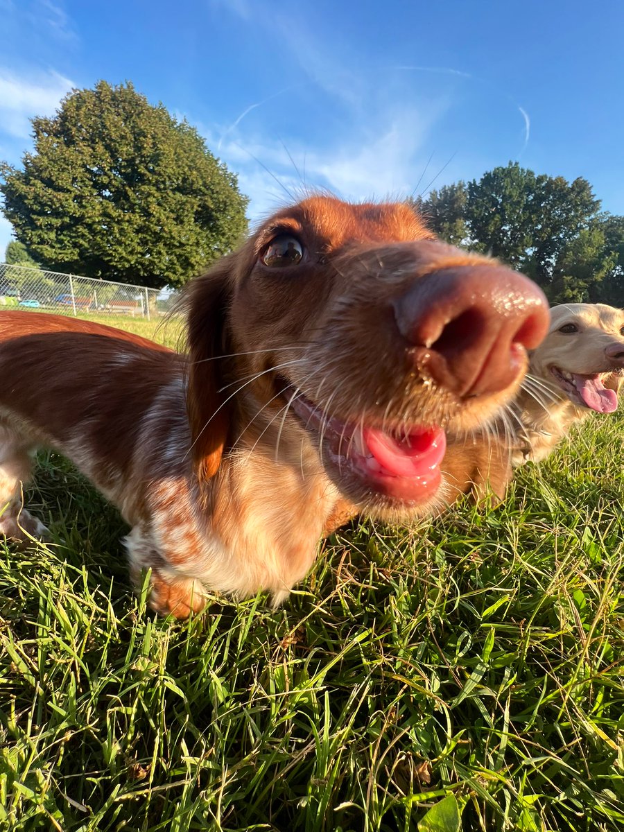 DarciSnider's tweet photo. dog mom🐾🌿✨ https://t.co/mdOa1EdbJR