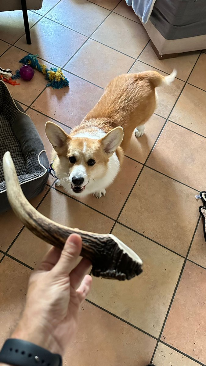 I love my new deer antler
.
.
.
.
#corgi #deerantler #corgisarethebest #corgilove