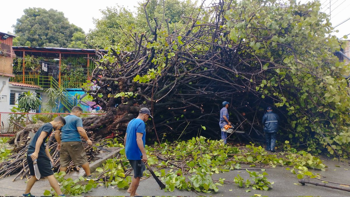 hernan_comunik's tweet photo. Árbol de uvero de gran magnitud se desplomó la madrugada de este sábado en la Av. Circunvalación de Piñonal tras las fuertes lluvias del viernes. Bomberos de Aragua en el lugar  levantando los daños.

#Lluvias #Maracay #Aragua #Reporte https://t.co/lrzEGOI2Yf