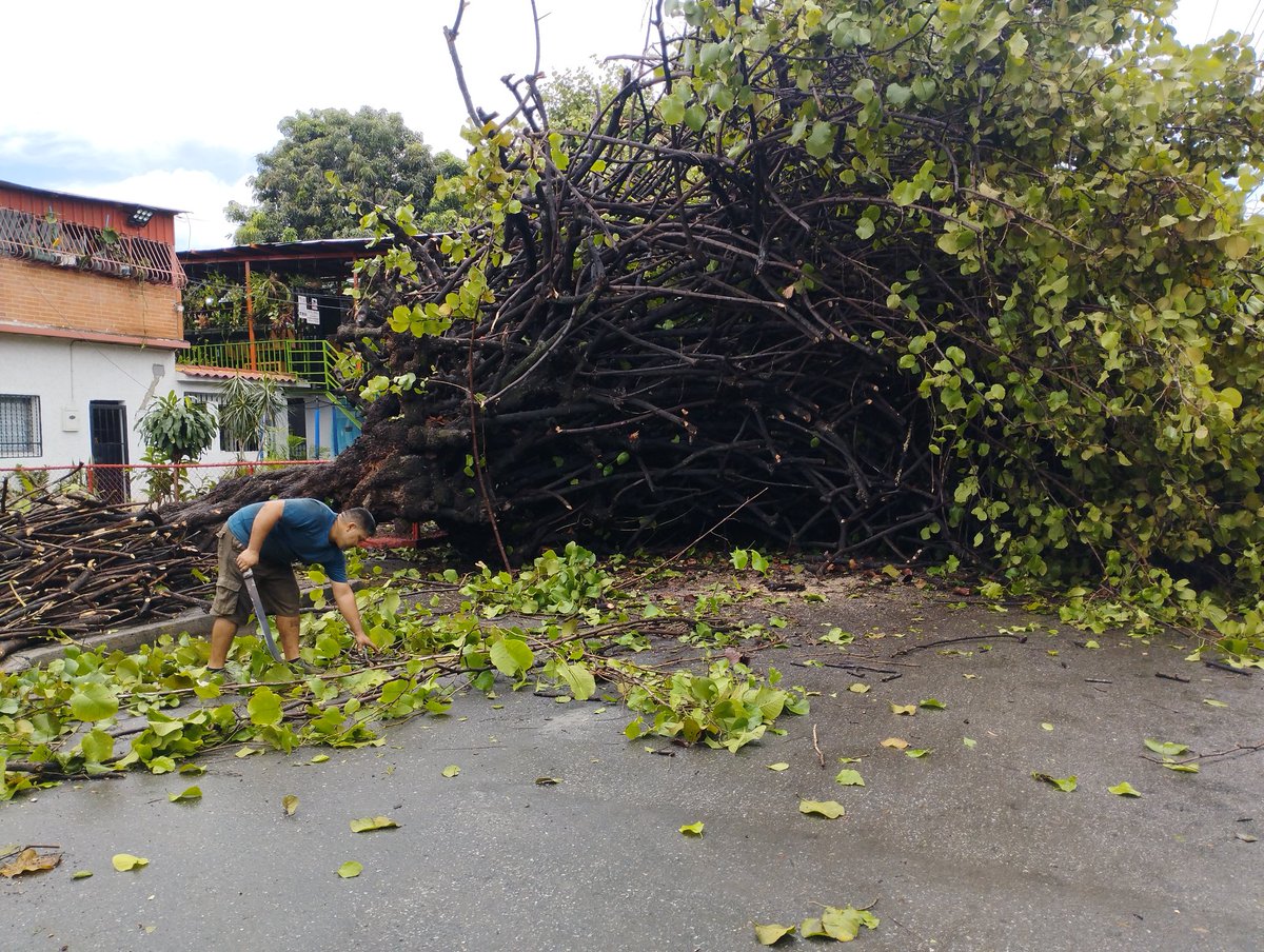 hernan_comunik's tweet photo. Árbol de uvero de gran magnitud se desplomó la madrugada de este sábado en la Av. Circunvalación de Piñonal tras las fuertes lluvias del viernes. Bomberos de Aragua en el lugar  levantando los daños.

#Lluvias #Maracay #Aragua #Reporte https://t.co/lrzEGOI2Yf