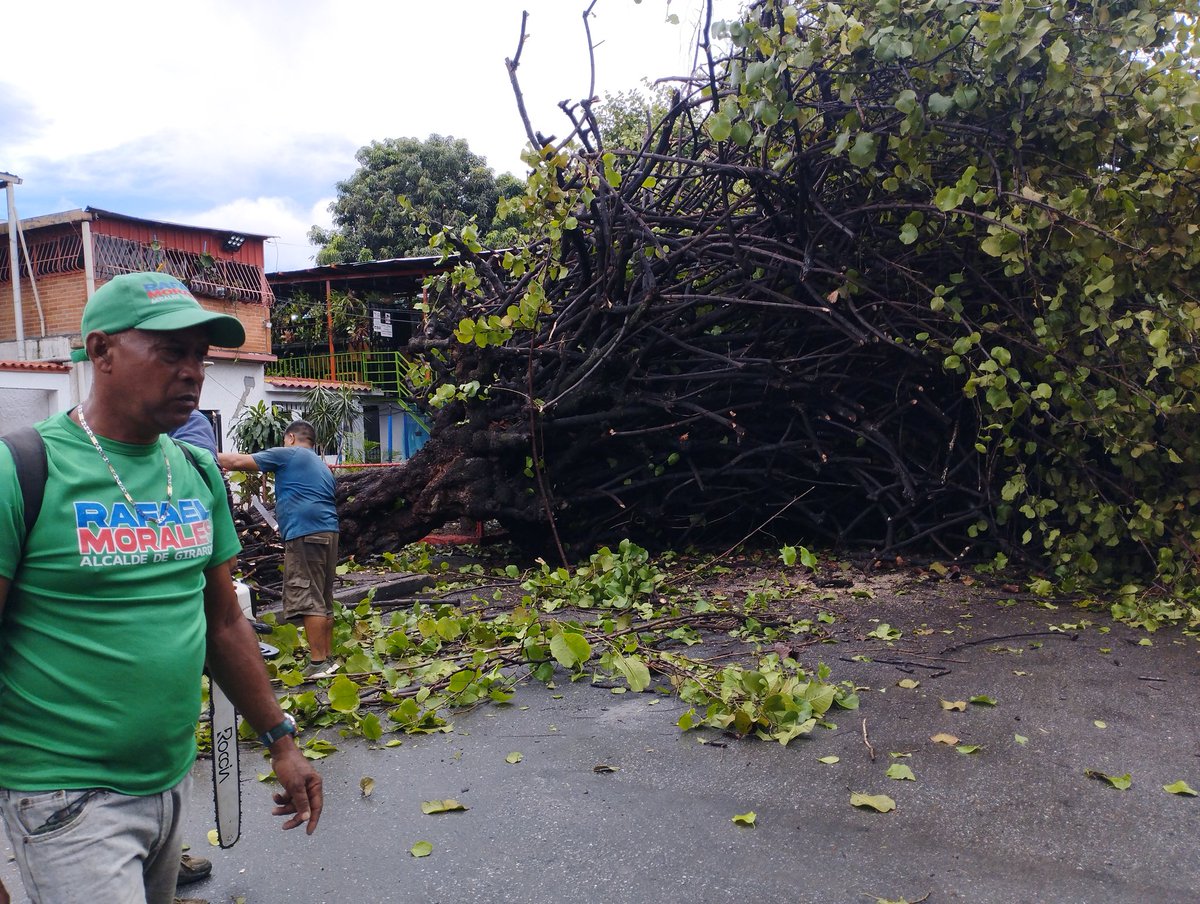 hernan_comunik's tweet photo. Árbol de uvero de gran magnitud se desplomó la madrugada de este sábado en la Av. Circunvalación de Piñonal tras las fuertes lluvias del viernes. Bomberos de Aragua en el lugar  levantando los daños.

#Lluvias #Maracay #Aragua #Reporte https://t.co/lrzEGOI2Yf