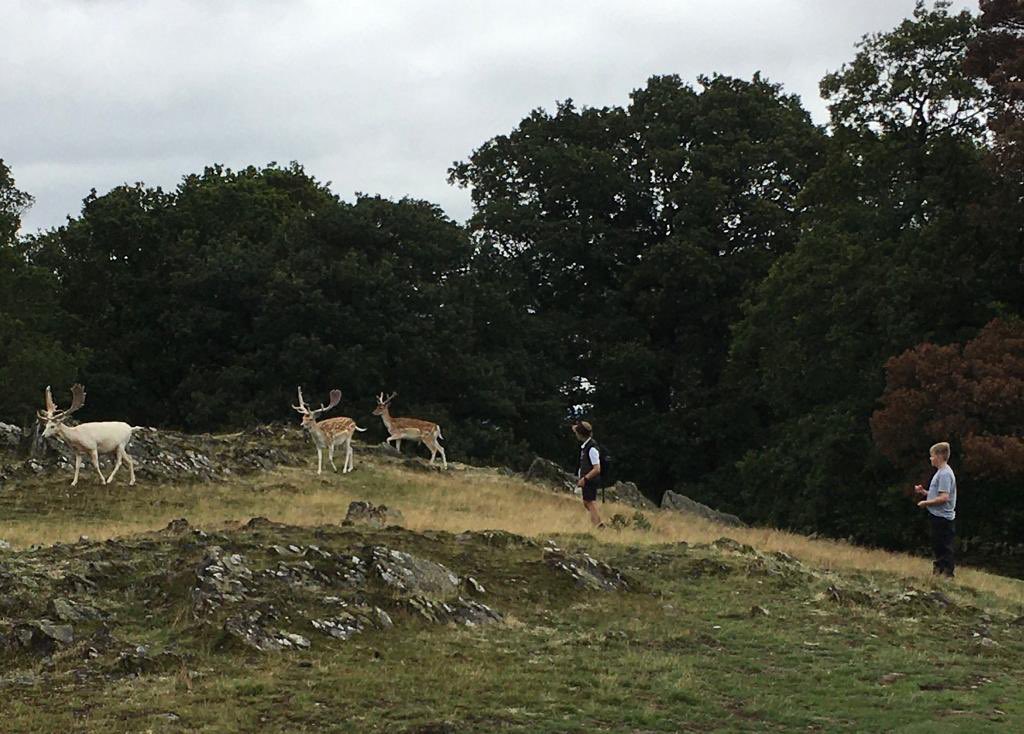 Wellow House School tweet media