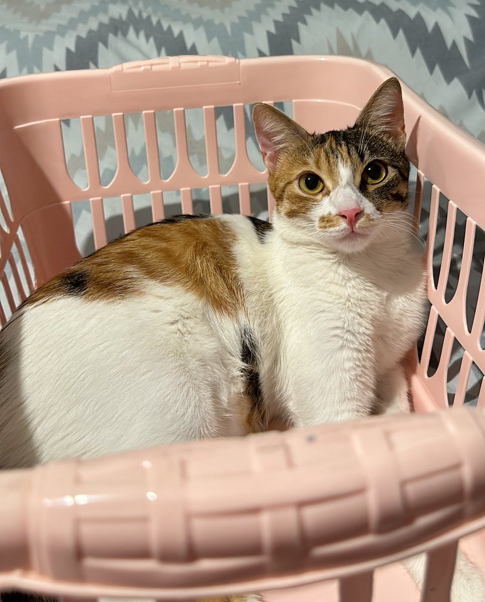 bugaripbitutku's tweet photo. Hayatınızda bir kedi olmasının en iyi tarafı berbat bir gün geçirmiş olsanız bile eve geldiğinizde mutlu olmak için bir sebebinizin olmasıdır💗 https://t.co/erWv9pskXC