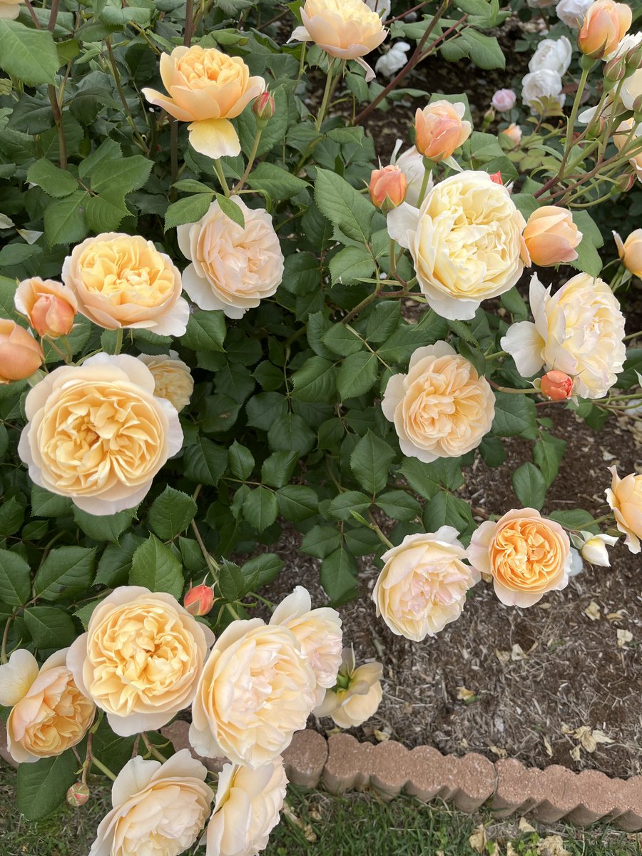 おはようございます☀️
素敵な、日曜日になりますように
今日もよろしくお願いします(´っ•ω•ｃ`)