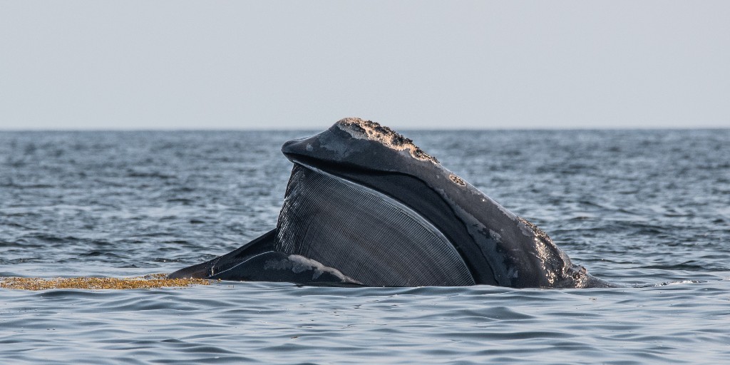 oceana's tweet photo. TAKE ACTION: The North Atlantic right whale is one of the most endangered large whales on the planet – yet some members of U.S. Congress are still trying to delay protections these whales need! Help defend the #RightWhaleToSave: https://t.co/Ui3M7KTtVA

📸: @nhawkinsphoto https://t.co/tgRPbsT32F
