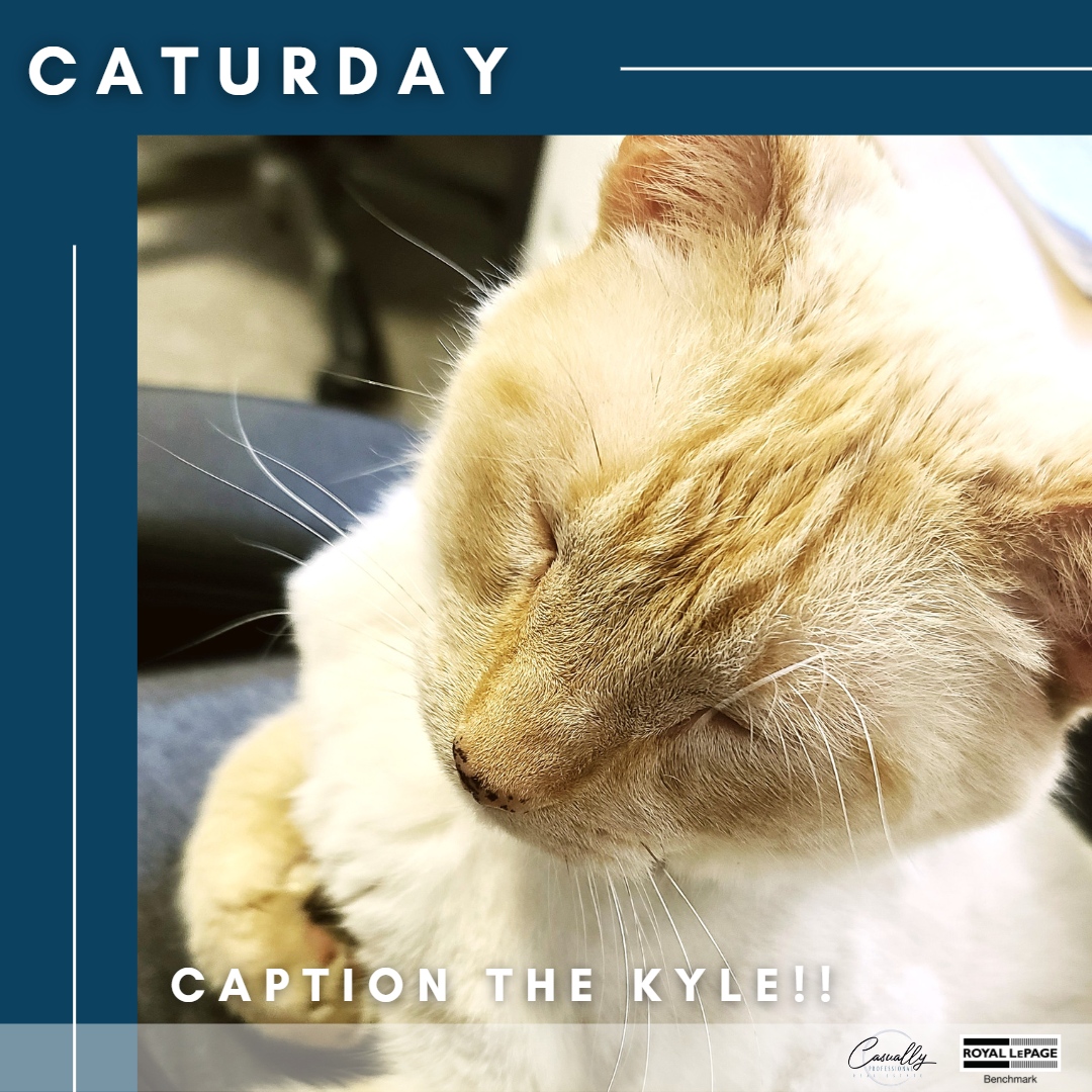 CasuallyProRE's tweet image. You didn&apos;t have things you were supposed to be doing, did you Hooman? Cuddles are much more important. 

Let&apos;s make YOUR dreams... Realty!

#lap #workcanwait #cuddles #curlup #ififitsisits #catsofinstagram #caturday #casuallypro #dreamstorealty