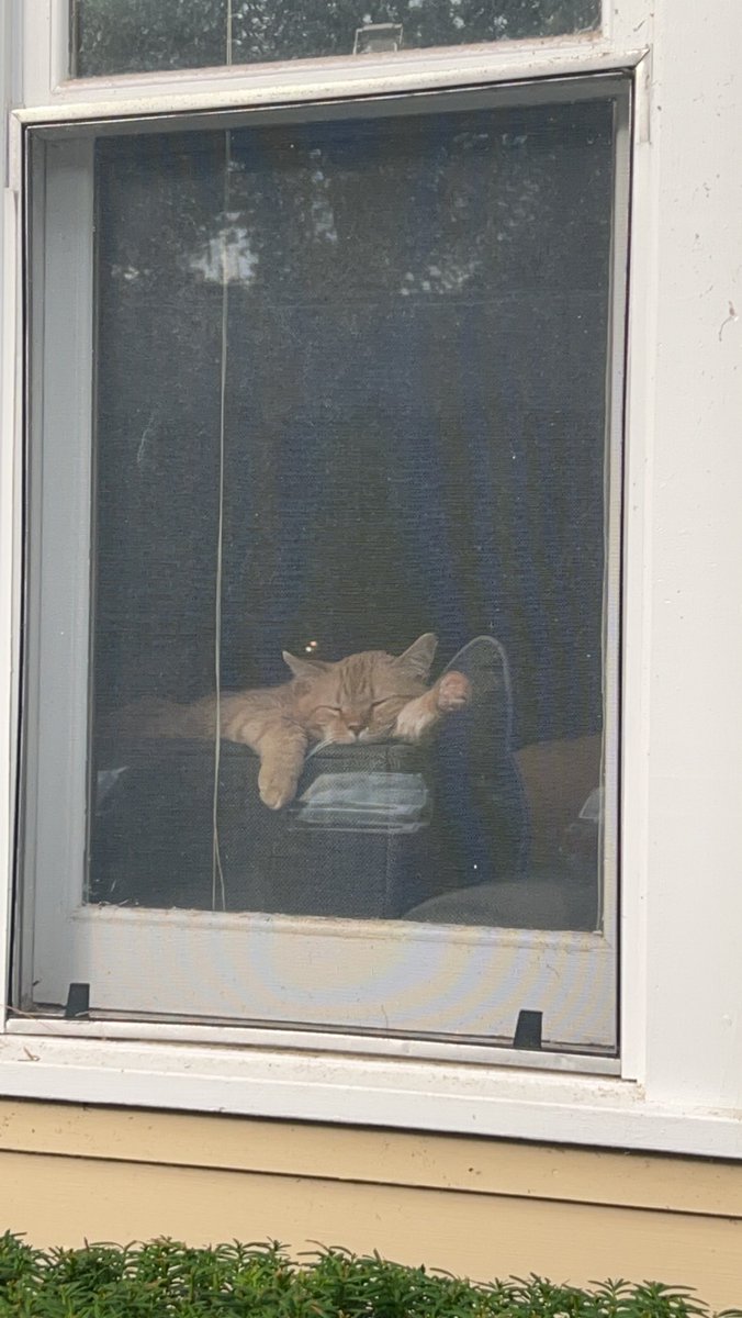 ColleenAkins's tweet photo. My cat, asleep, in window https://t.co/NdgQx7zMpN