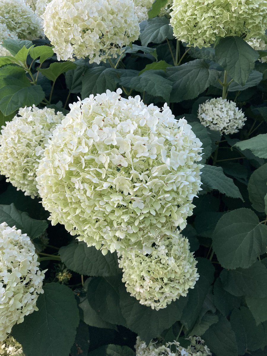 generousmind tweet media