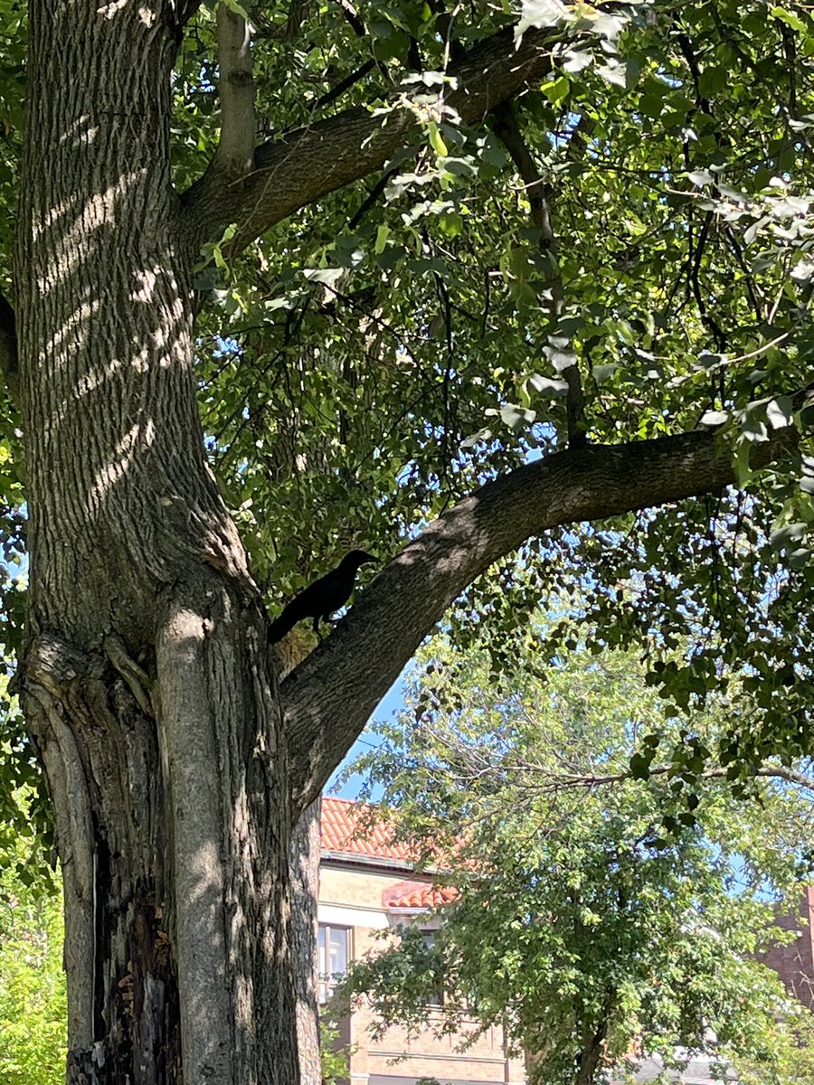cssndrari's tweet photo. Uhhhh I may have accidentally picked a spot along the boulevard to picnic where there’s a crows nest… all my bird-loving friends…should I be concerned? Do I need to move? :/ #birds https://t.co/vMWxGIDmQh