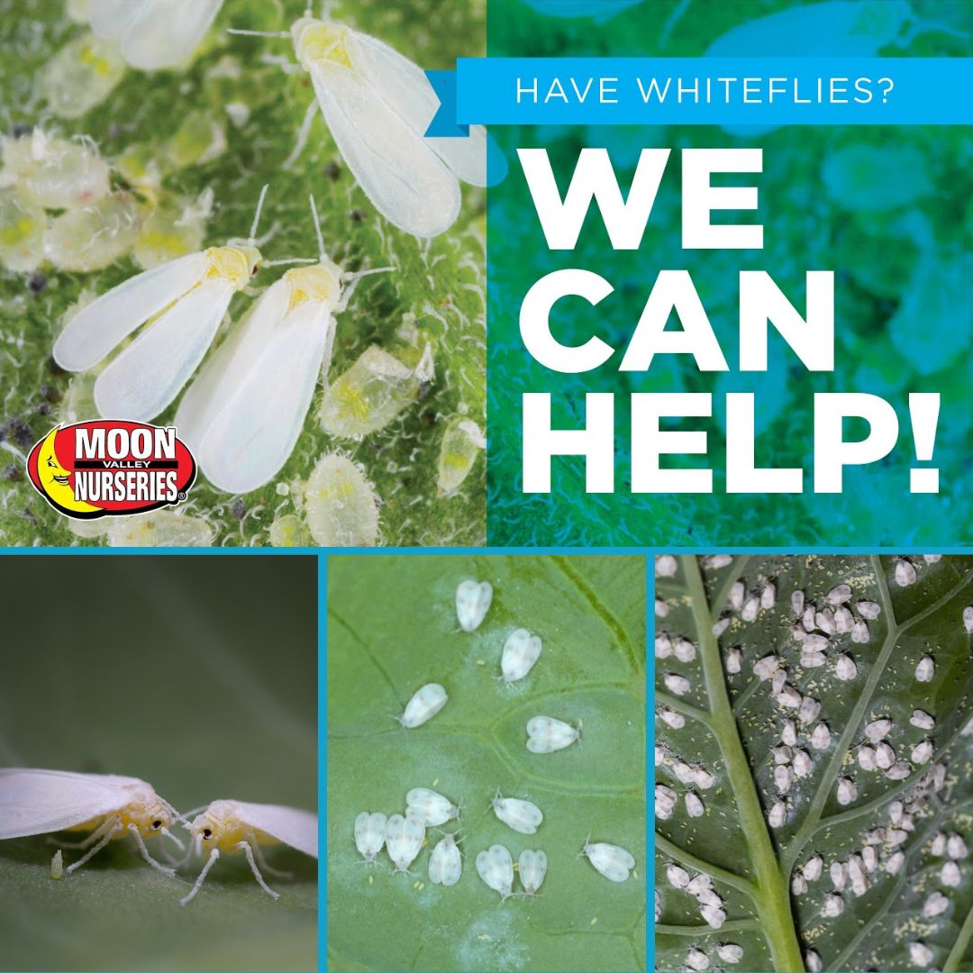 MoonValleyTrees's tweet image. Whiteflies spread quickly from plant to plant, sucking out sap &amp;amp; vital nutrients. They are mostly found during warm weather, congregating on the underside of leaves. 

We Can Help! bit.ly/44tUTNh
#whiteflies #gardenpests