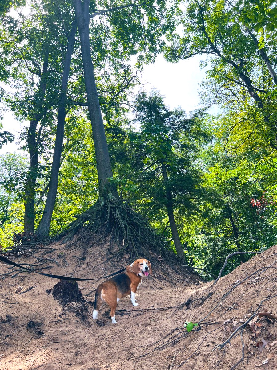 Lots of sniffers! #lakemichigan #beagle #basset #camping #perfectweather