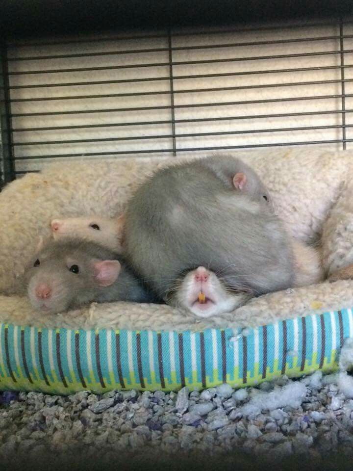 Rats Make Me Happy (@ratsmakemehappy) on Twitter photo 2023-07-29 21:07:51