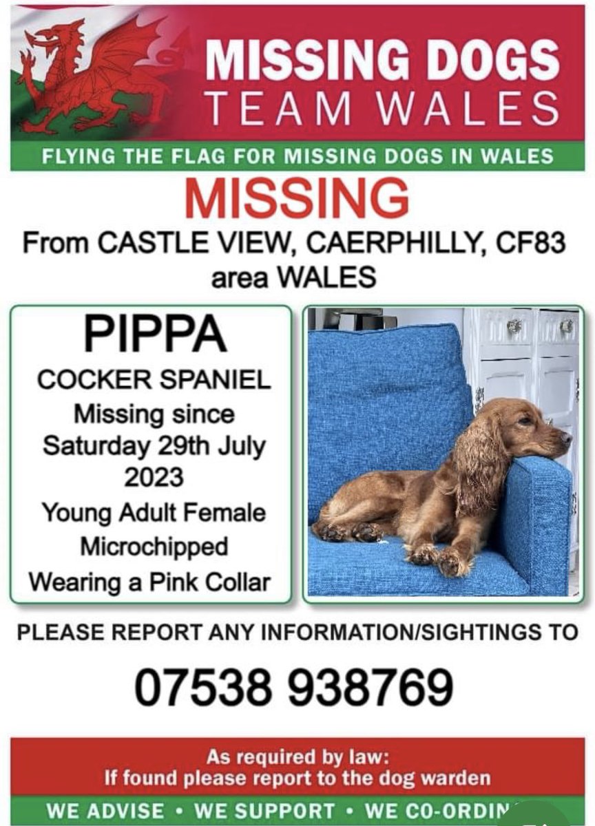 missingdogwales's tweet photo. 🔺PLEASE DO NOT CALL OR CHASE 🔺
❗❗PIPPA, MISSING FROM MOUNTAIN VIEW, #CAERPHILLY, #CF83 area #WALES ❗❗
❗SINCE SATURDAY 29th JULY 2023.
🔺🔺LAST SEEN NEAR MOUNTAIN VIEW RANCH, PLEASE CALL NUMBER WITH ANY SIGHTING/INFORMATION 🔺🔺 https://t.co/kkF37thngy