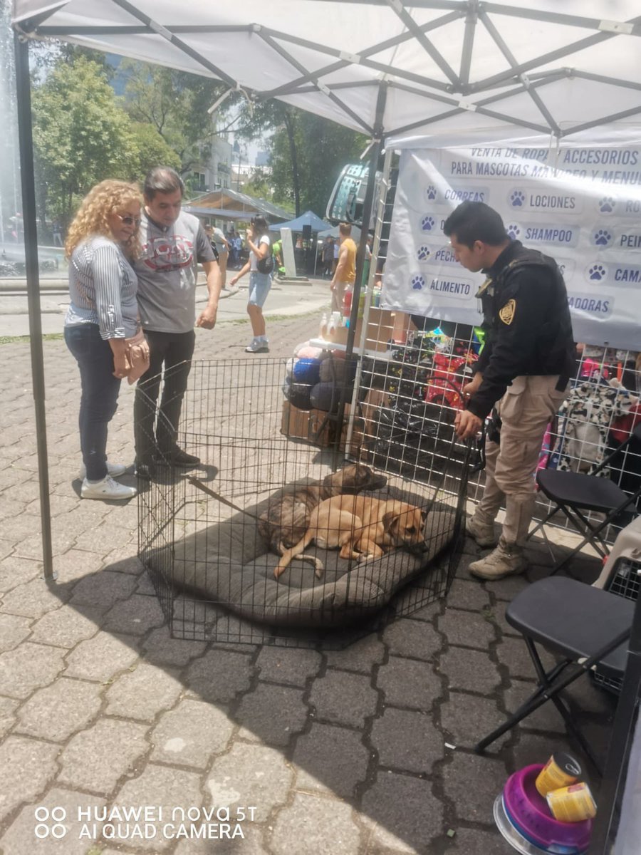 🐶 #Honey y #Rayas son las representantes de Brigada de Vigilancia Animal <a href="/SSC_CDMX/">SSC CDMX</a> en #CanFest que realizamos en Plaza Río de Janeiro en la colonia #Roma