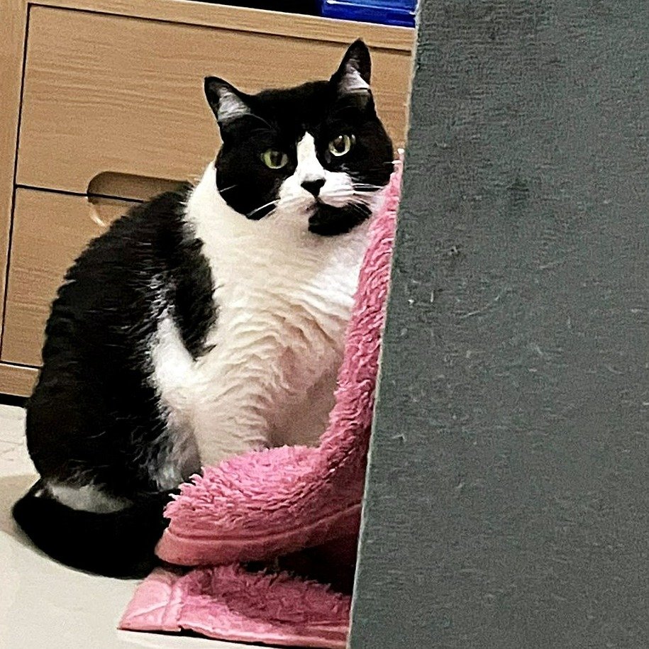 Catland - adoção de gatinhos tweet media