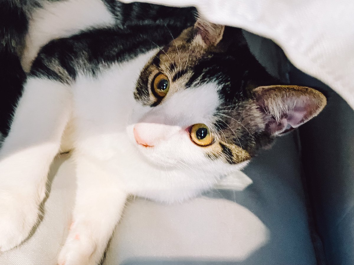 mocha2_cocoa's tweet image. この前は、ペット撮影のお友達のにゃ〜ごさんの猫シェアハウスにお邪魔してきました！🐈🐾@NYA_AGO285 

みんな可愛くて癒し空間でした〜！
DIYのお勉強にもなりました🥹