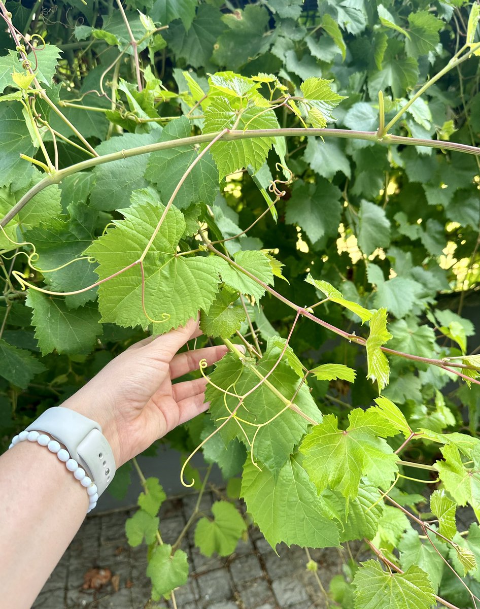 pininson_rakami's tweet image. Bir matematikçiden 😎
yine bi yüksek dozaj sevgi içeren en doğalından yaprak sarması 🍃😍😋 
is loading 😁⏳
#Cumartesi #14pro #Antalya