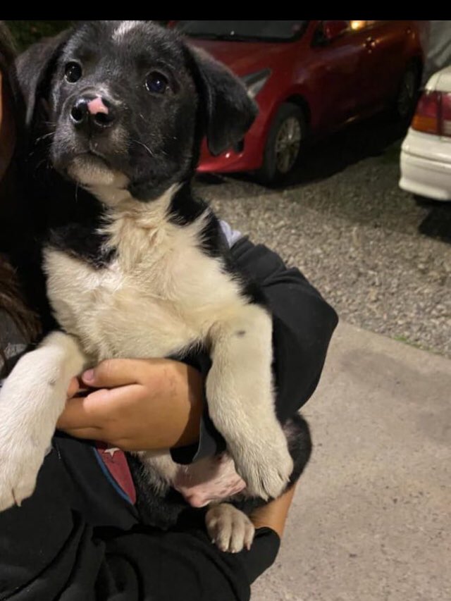 En nuestra Villa apareció este perrito y lo estamos regalando. Gente interesada levante la mano 🤚🏾🐾