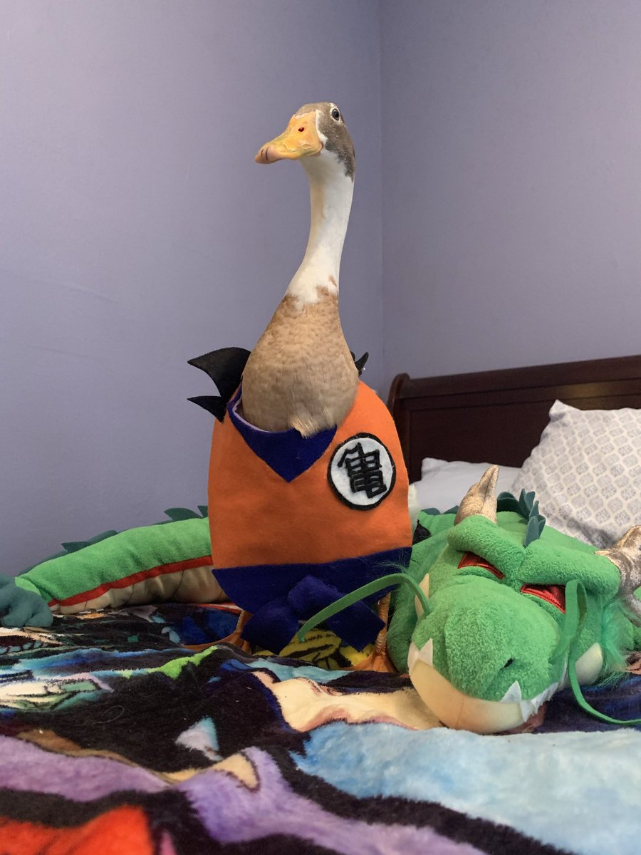 1 year ago today, I went to train with King Kai. Hope you’ve all been well!-🦆❤️